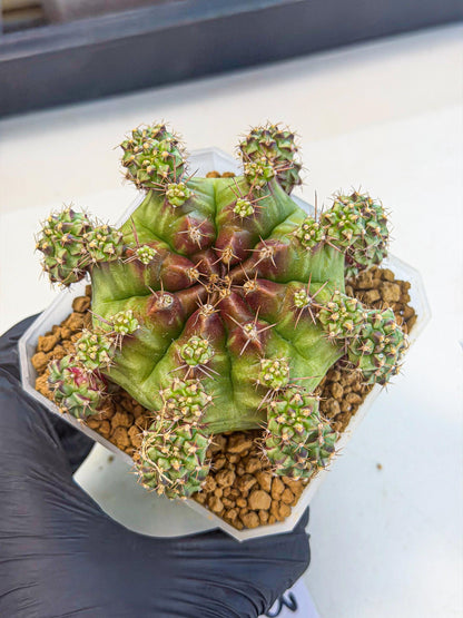 Gymnocalycium Sweet Green (#3) | Variegated cactus