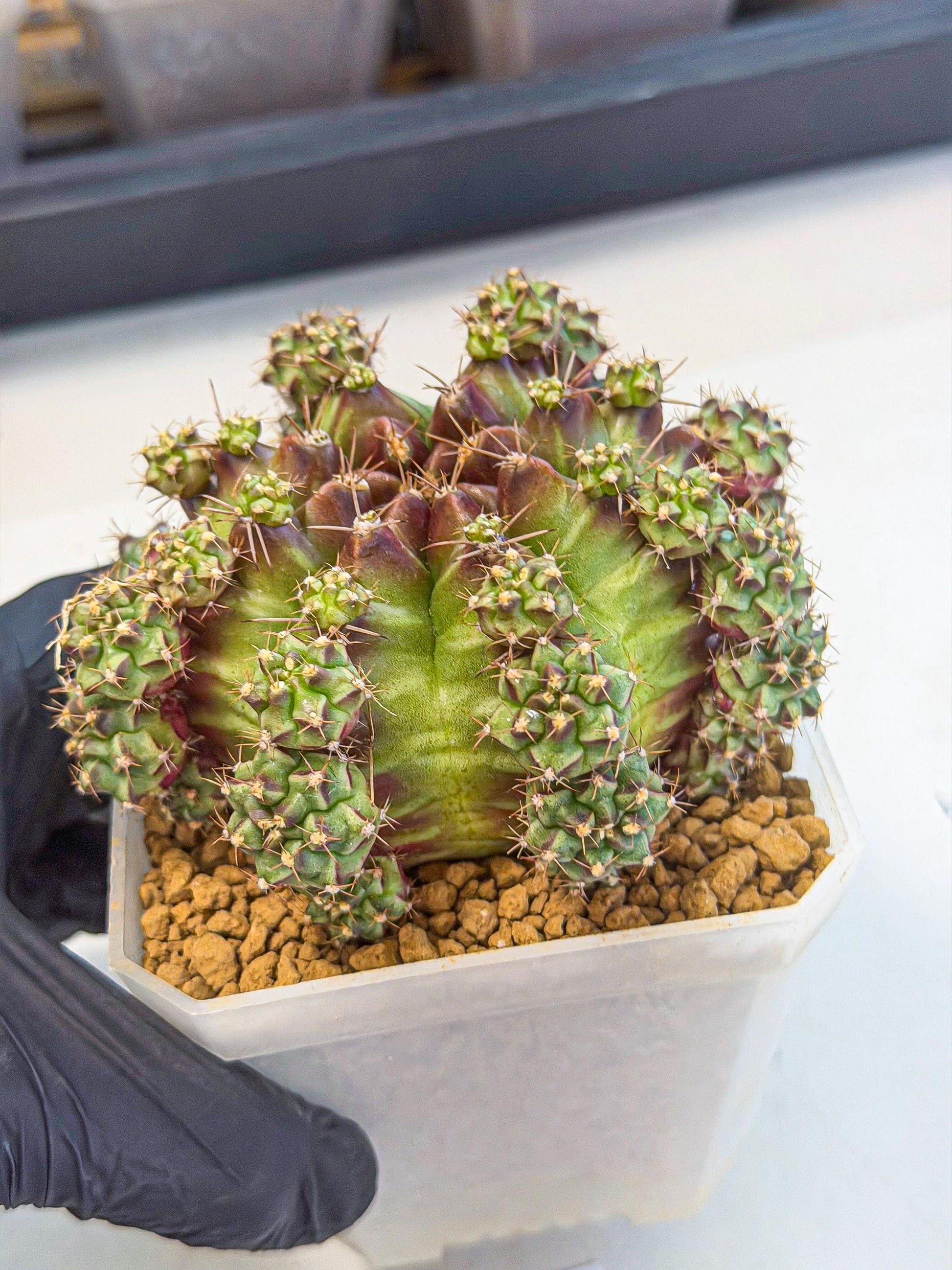 Gymnocalycium Sweet Green (#3) | Variegated cactus