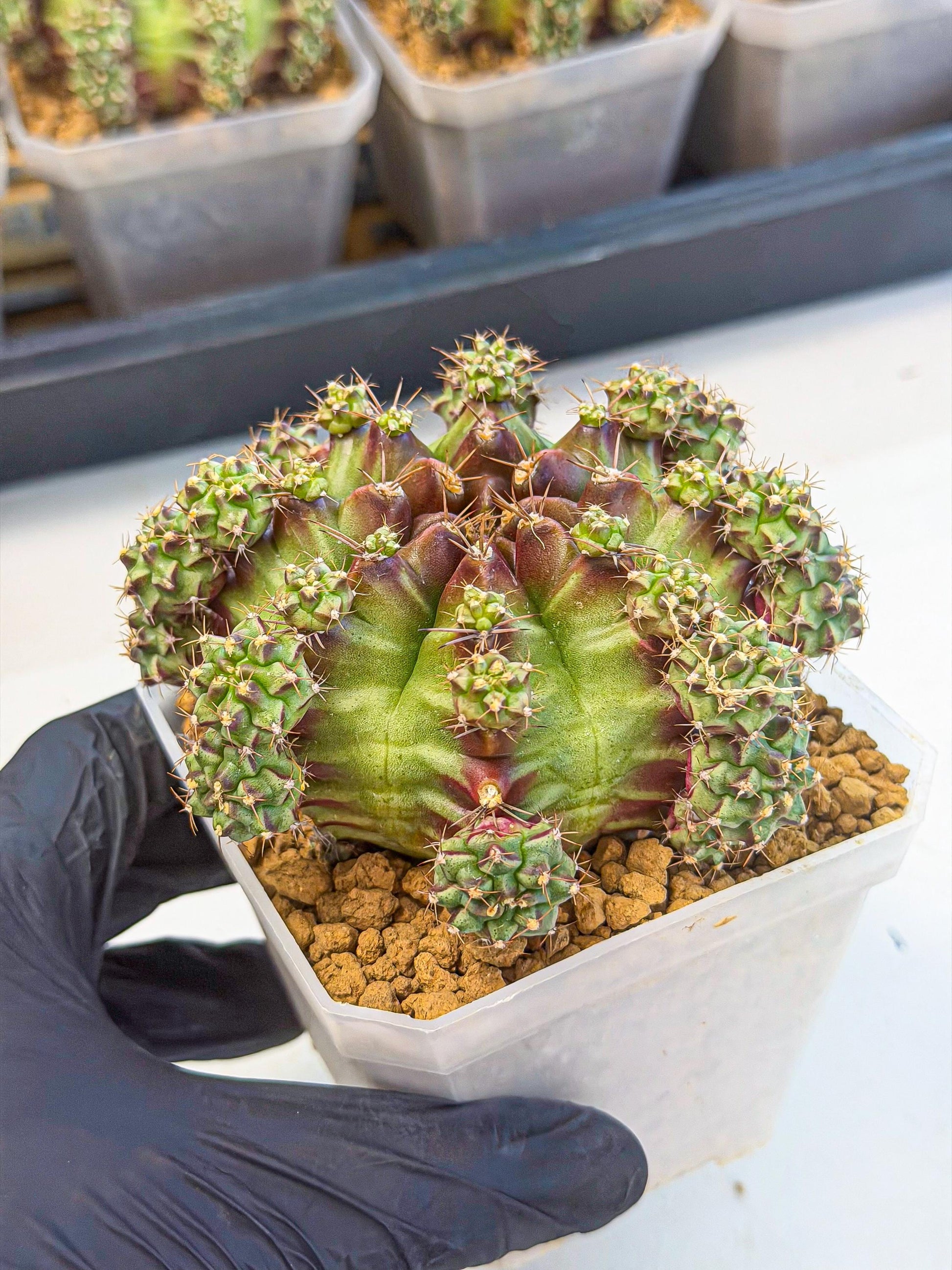 Gymnocalycium Sweet Green (#3) | Variegated cactus