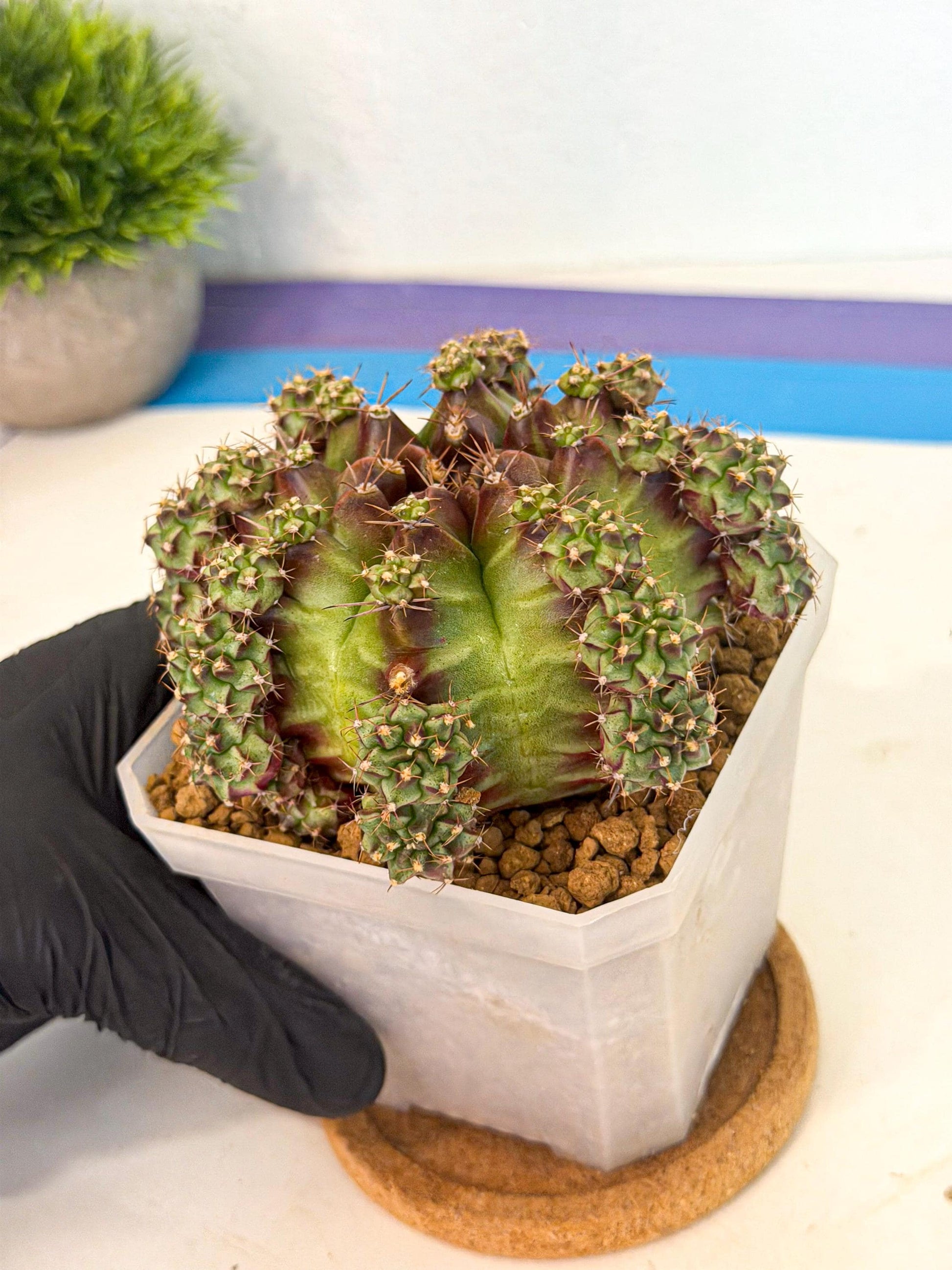 Gymnocalycium Sweet Green (#3) | Variegated cactus