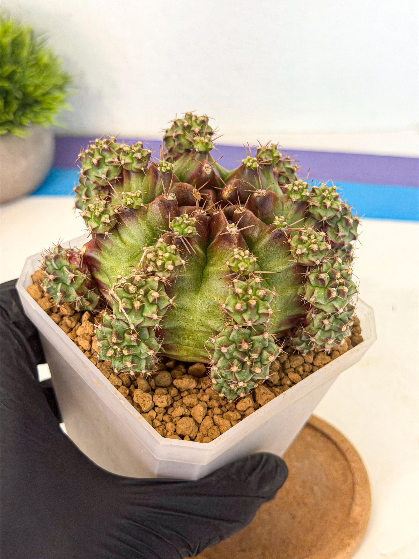 Gymnocalycium Sweet Green (#3) | Variegated cactus