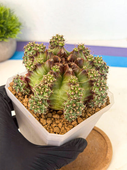 Gymnocalycium Sweet Green (#3) | Variegated cactus