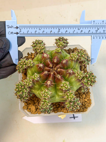 Gymnocalycium Sweet Green (#4) | Variegated cactus