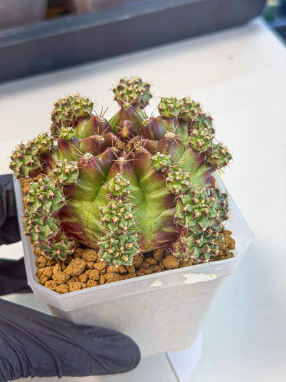Gymnocalycium Sweet Green (#4) | Variegated cactus