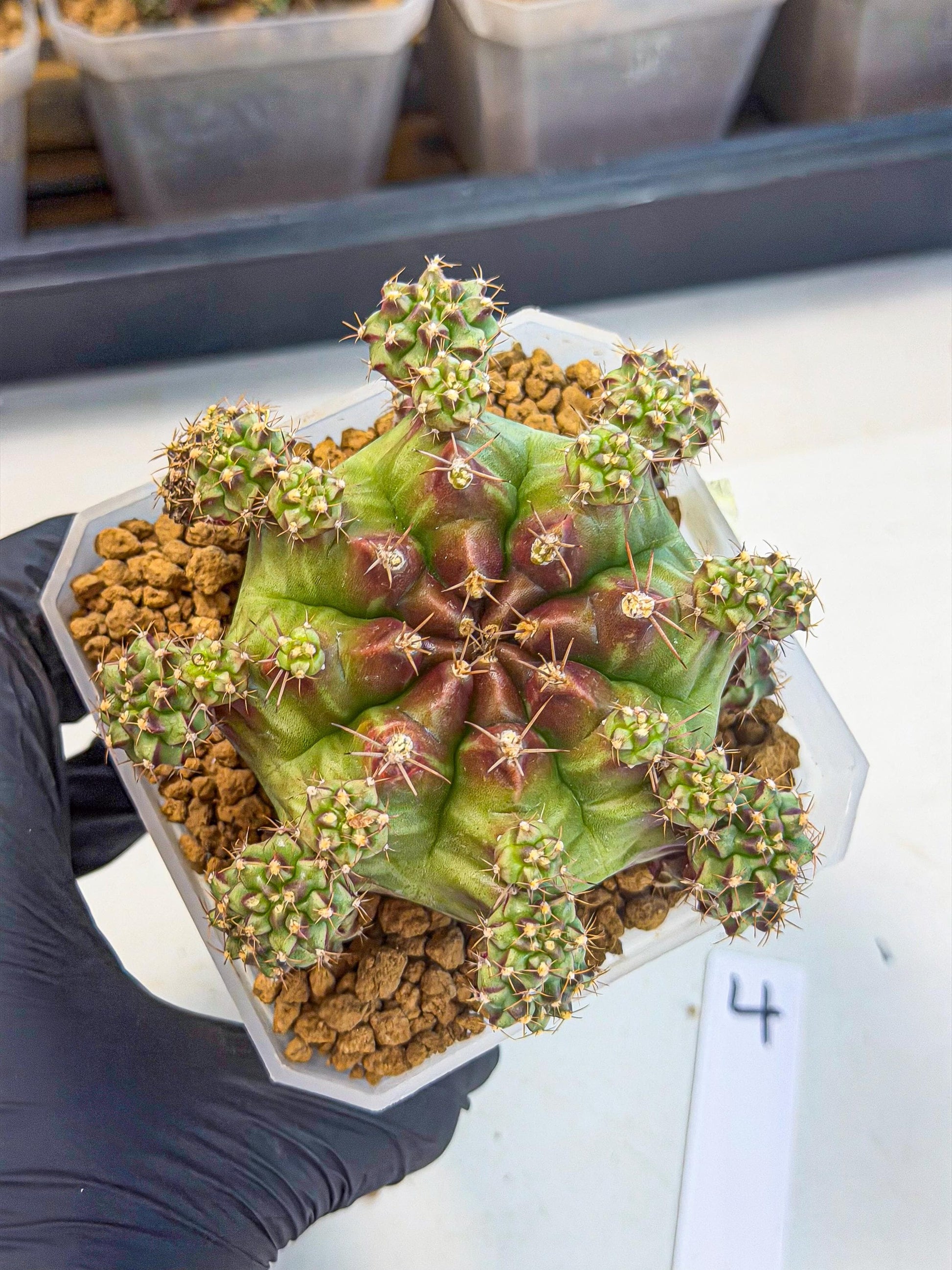 Gymnocalycium Sweet Green (#4) | Variegated cactus