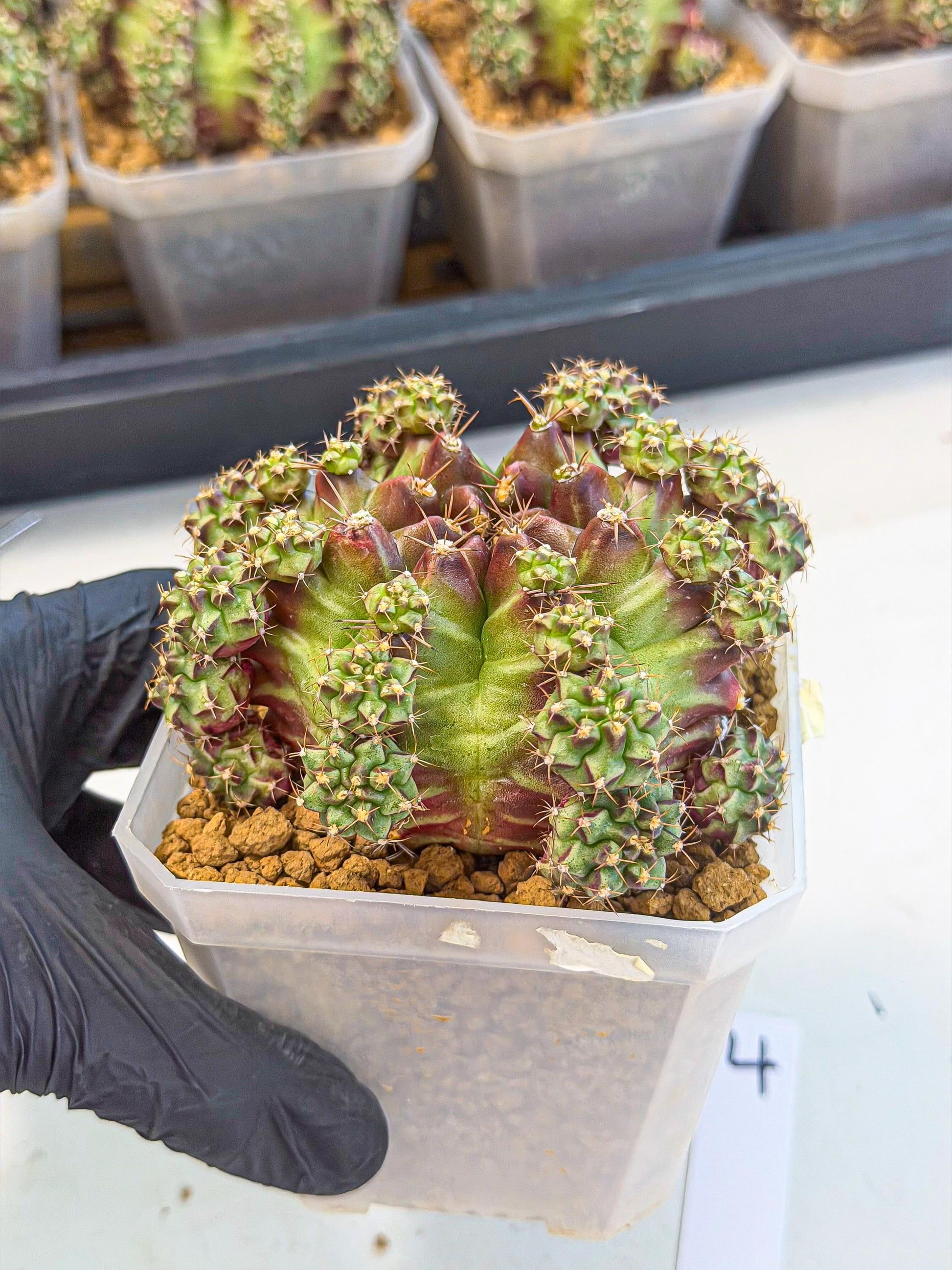 Gymnocalycium Sweet Green (#4) | Variegated cactus