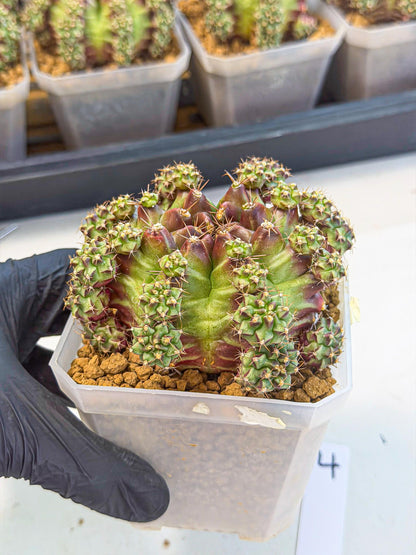 Gymnocalycium Sweet Green (#4) | Variegated cactus