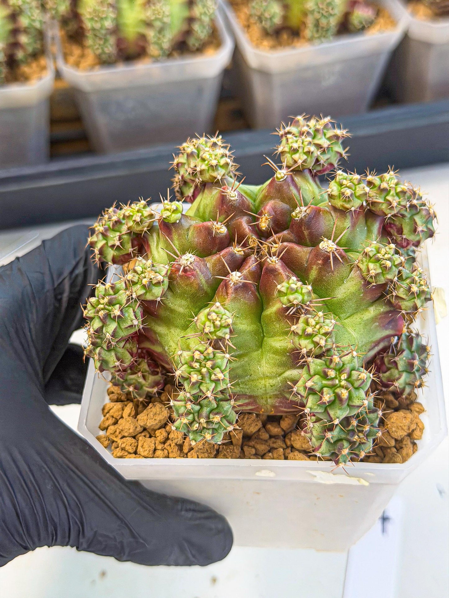 Gymnocalycium Sweet Green (#4) | Variegated cactus