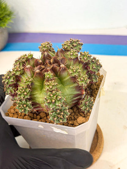 Gymnocalycium Sweet Green (#4) | Variegated cactus