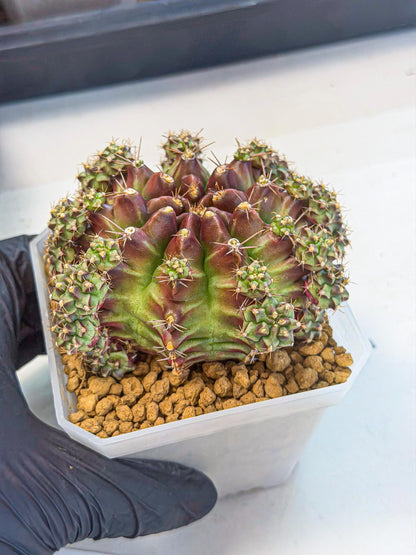 Gymnocalycium Sweet Green (#5) | Variegated cactus