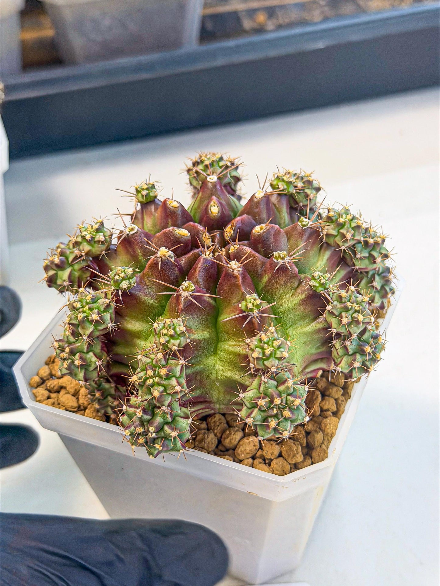 Gymnocalycium Sweet Green (#5) | Variegated cactus