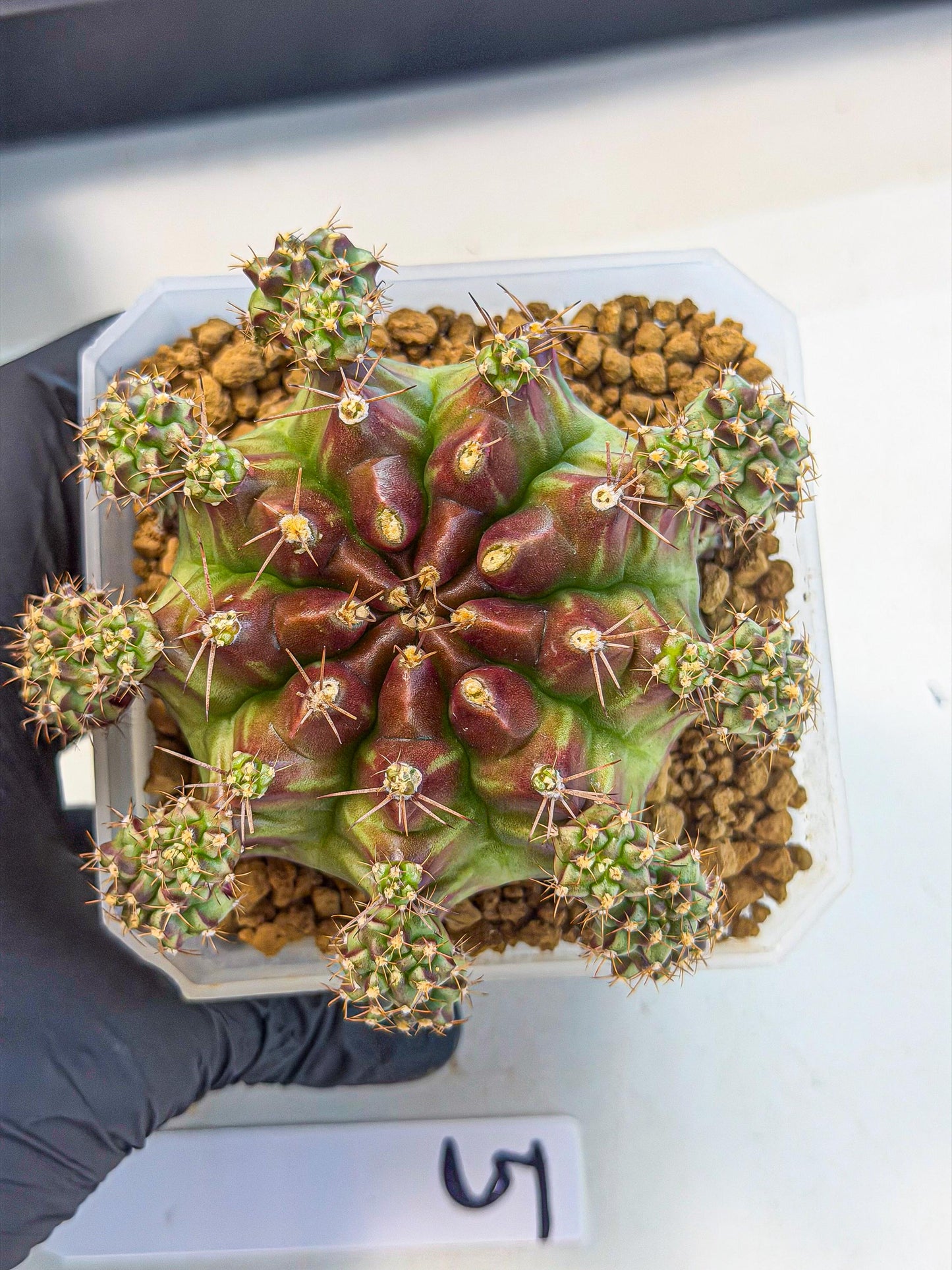 Gymnocalycium Sweet Green (#5) | Variegated cactus