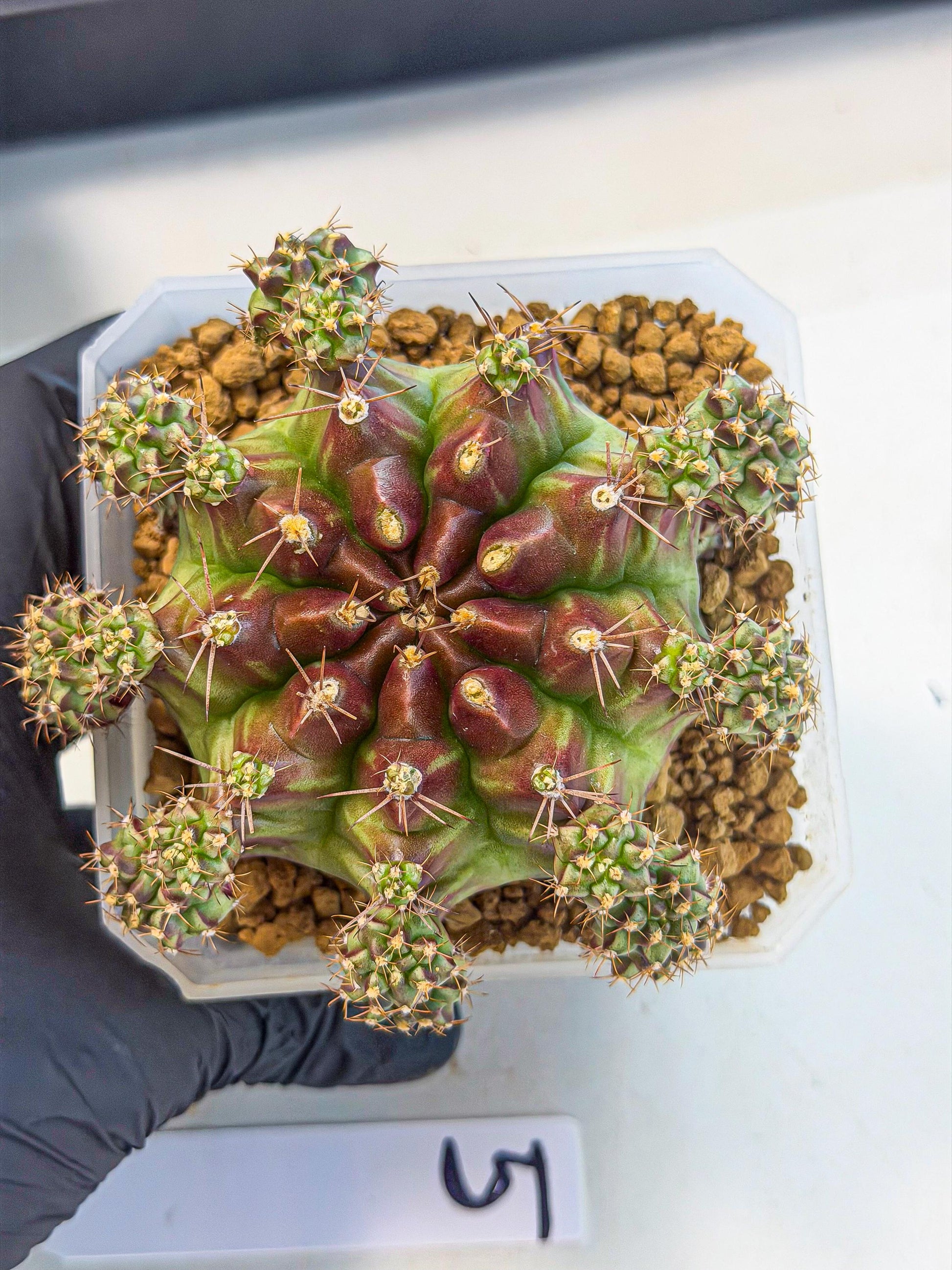 Gymnocalycium Sweet Green (#5) | Variegated cactus