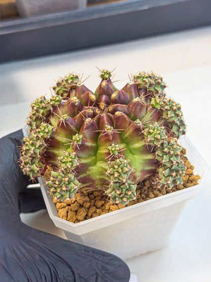 Gymnocalycium Sweet Green (#5) | Variegated cactus