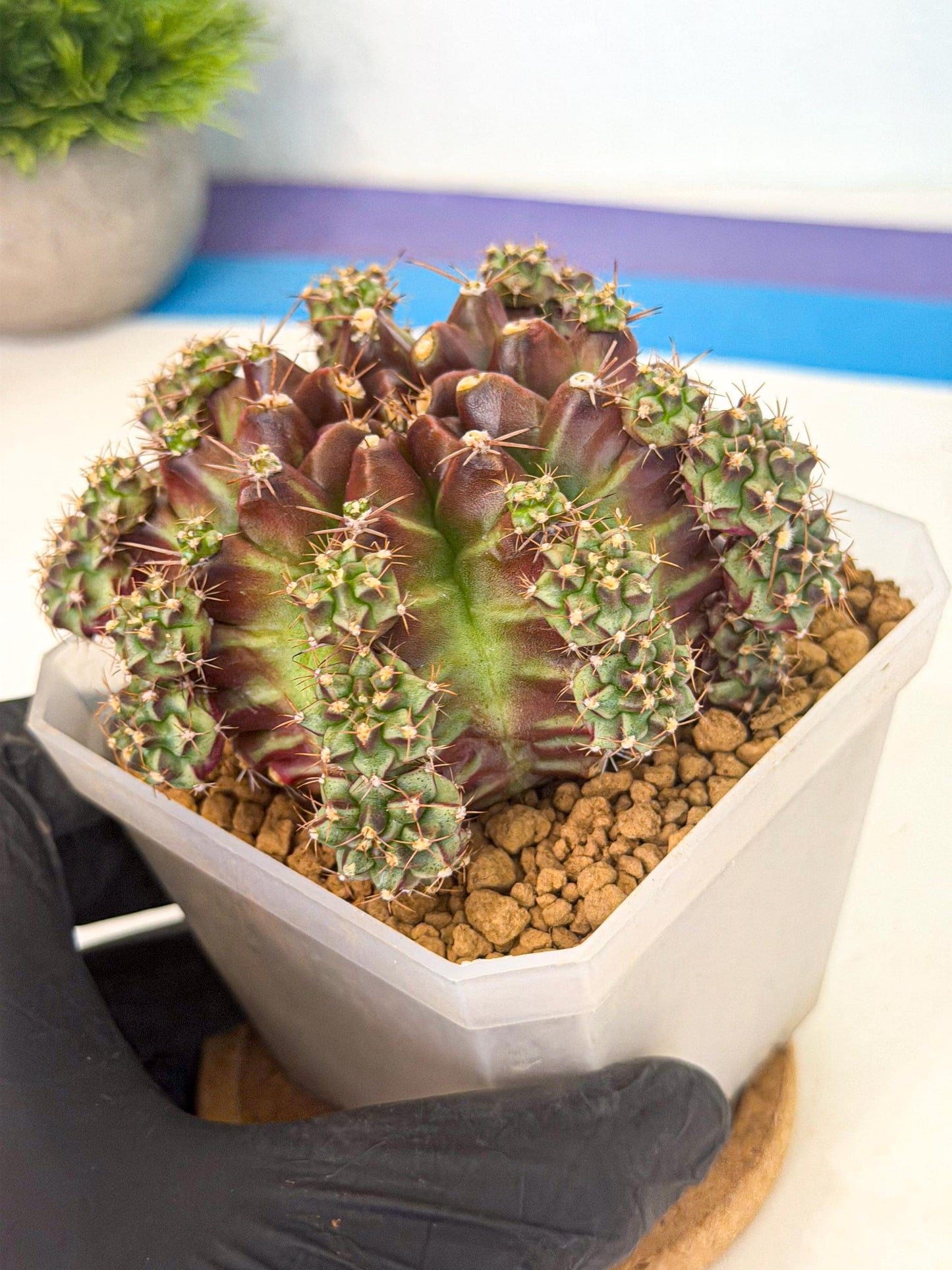 Gymnocalycium Sweet Green (#5) | Variegated cactus