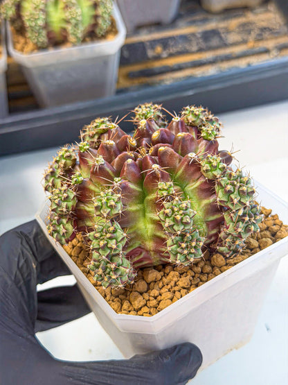 Gymnocalycium Sweet Green (#5) | Variegated cactus