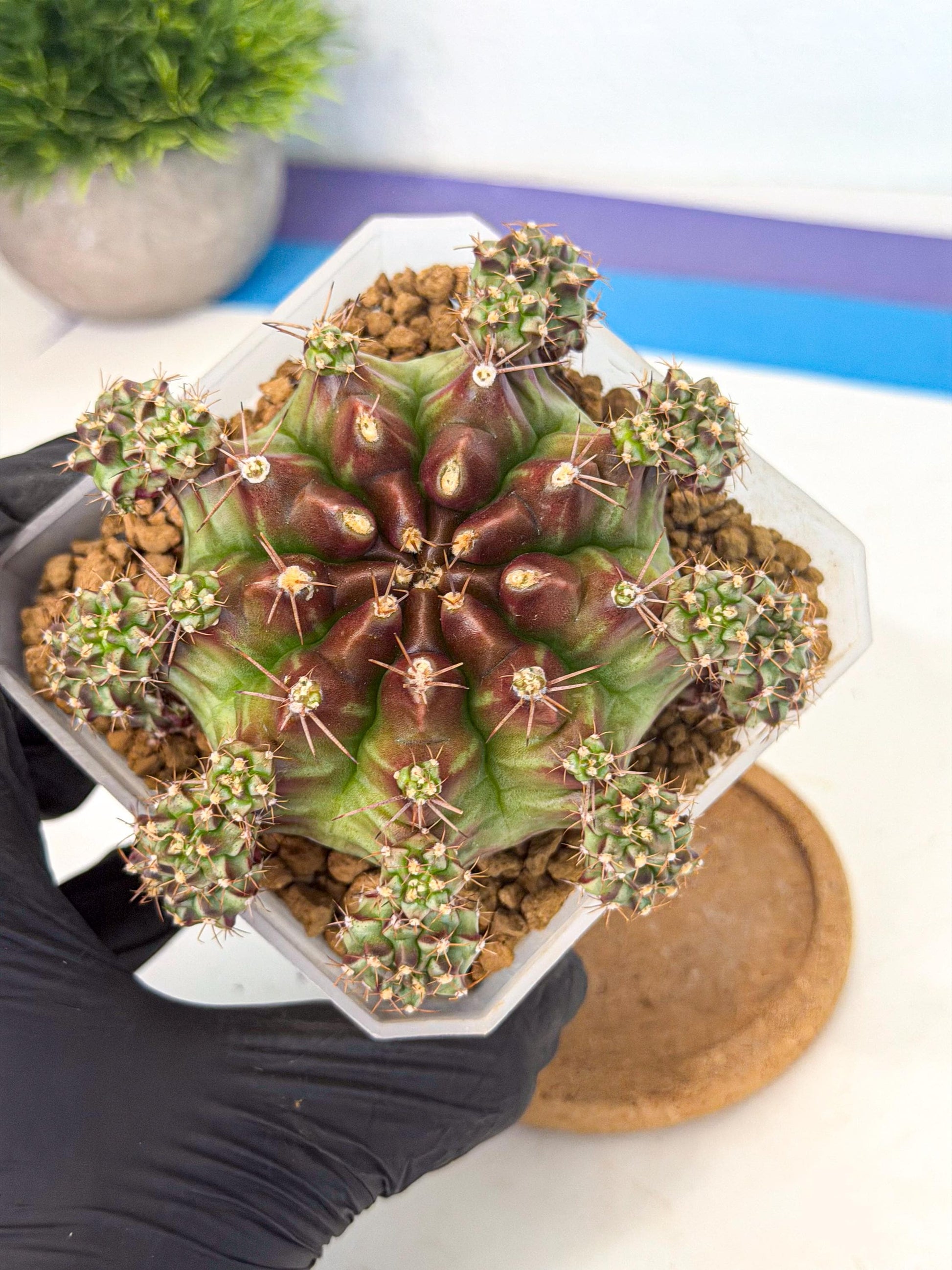 Gymnocalycium Sweet Green (#5) | Variegated cactus