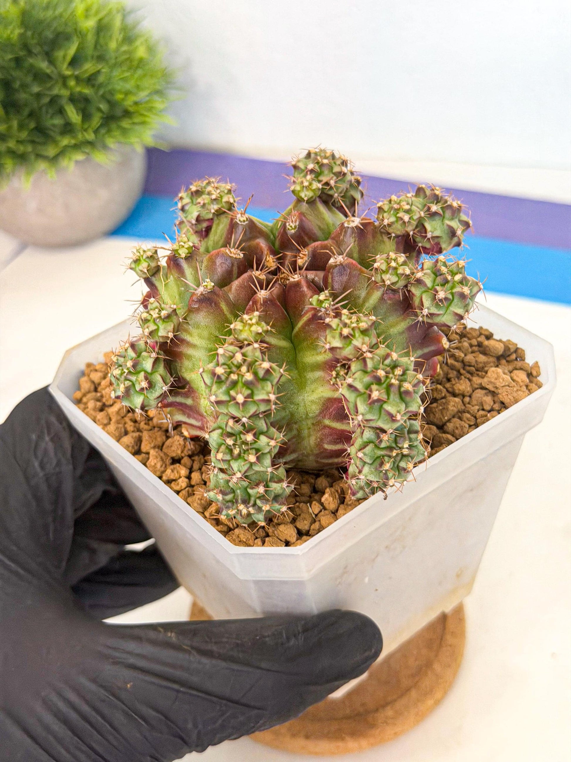 Gymnocalycium Sweet Green (#6) | Variegated cactus