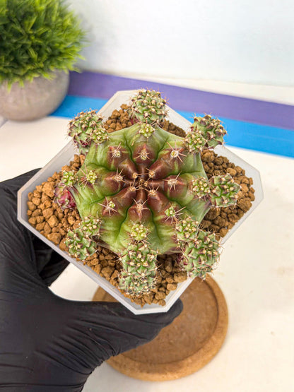 Gymnocalycium Sweet Green (#6) | Variegated cactus