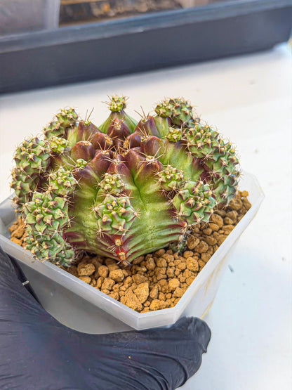 Gymnocalycium Sweet Green (#6) | Variegated cactus