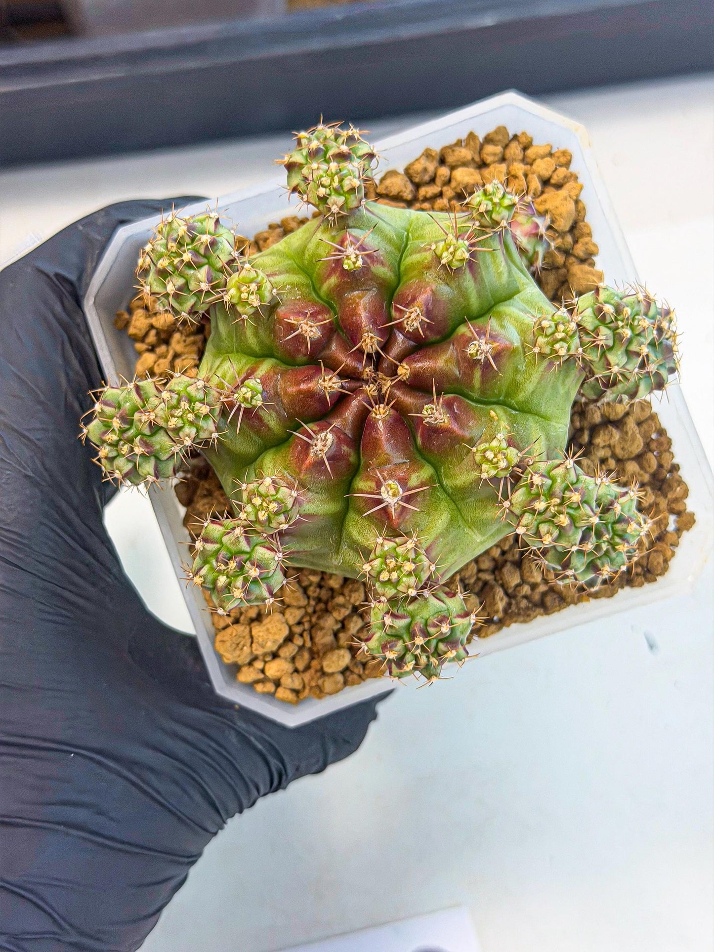 Gymnocalycium Sweet Green (#6) | Variegated cactus