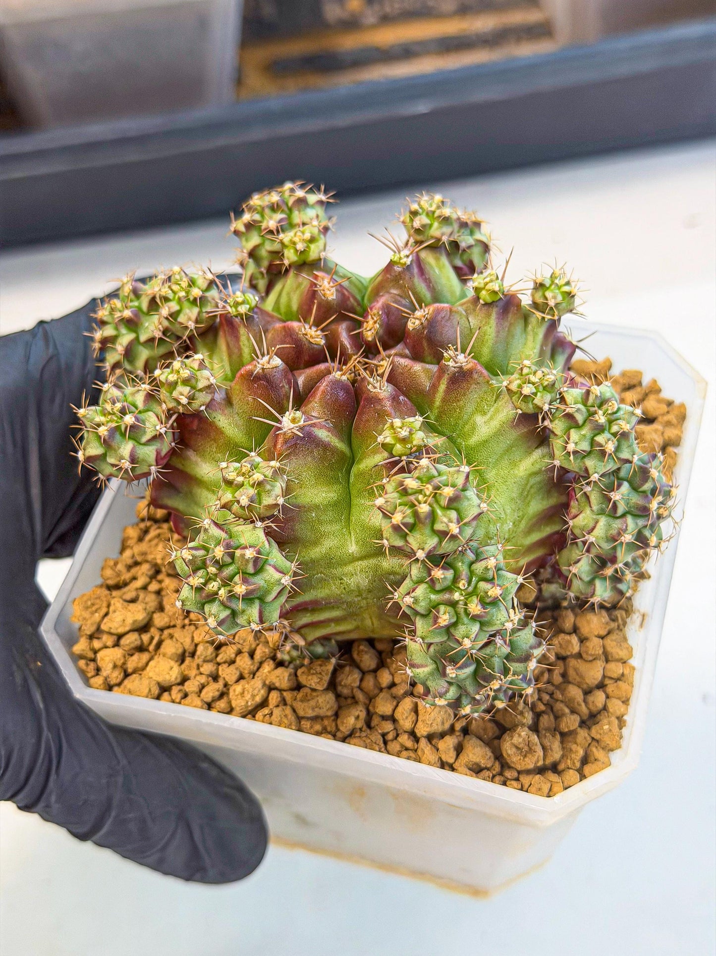 Gymnocalycium Sweet Green (#6) | Variegated cactus