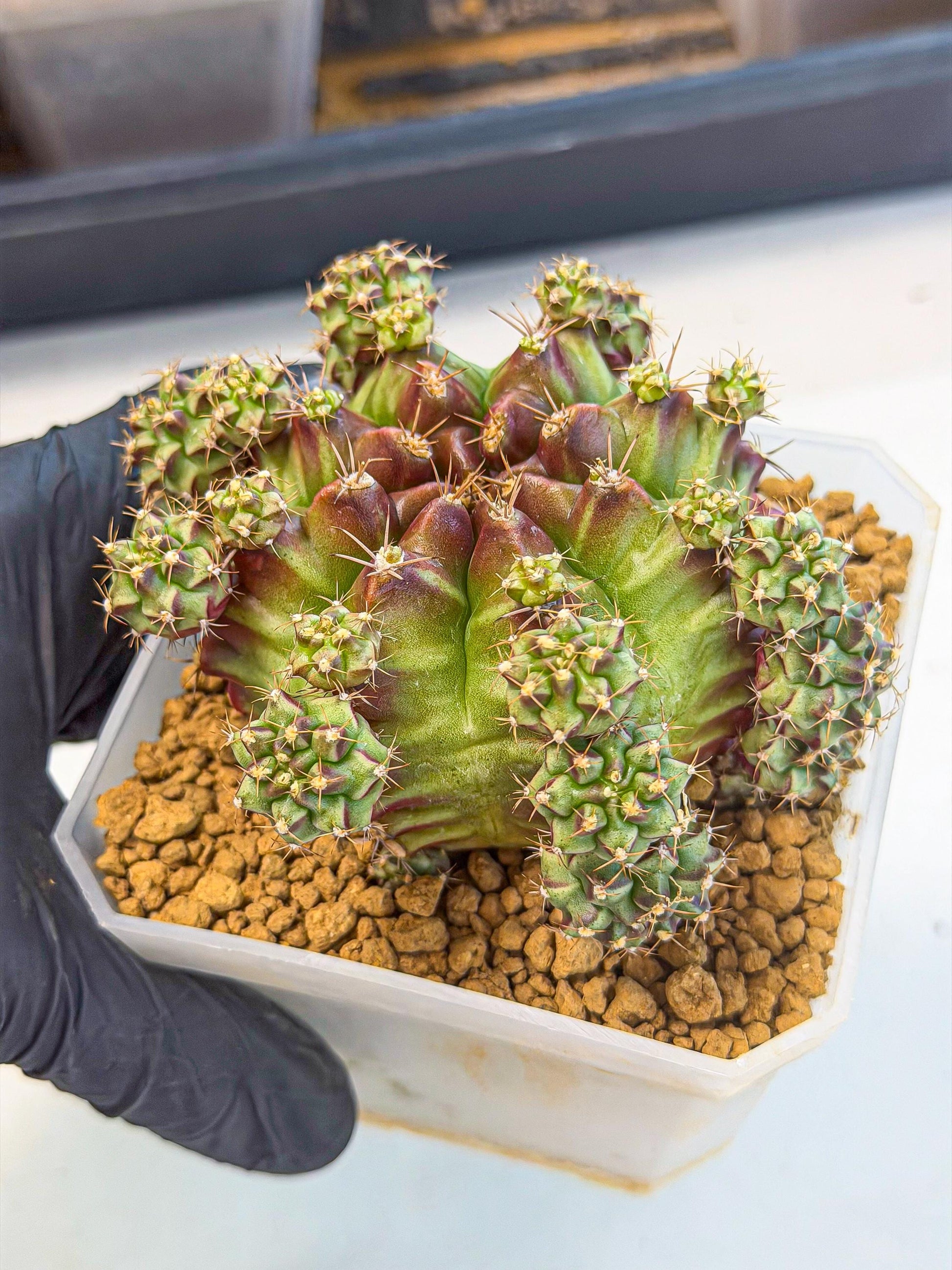 Gymnocalycium Sweet Green (#6) | Variegated cactus