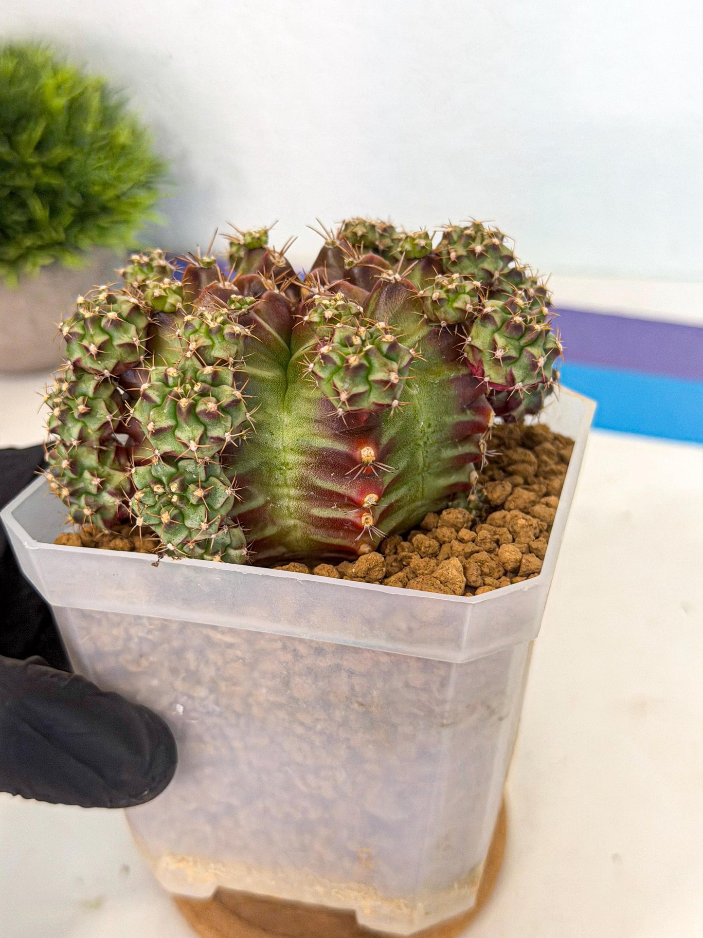 Gymnocalycium Sweet Green (#6) | Variegated cactus
