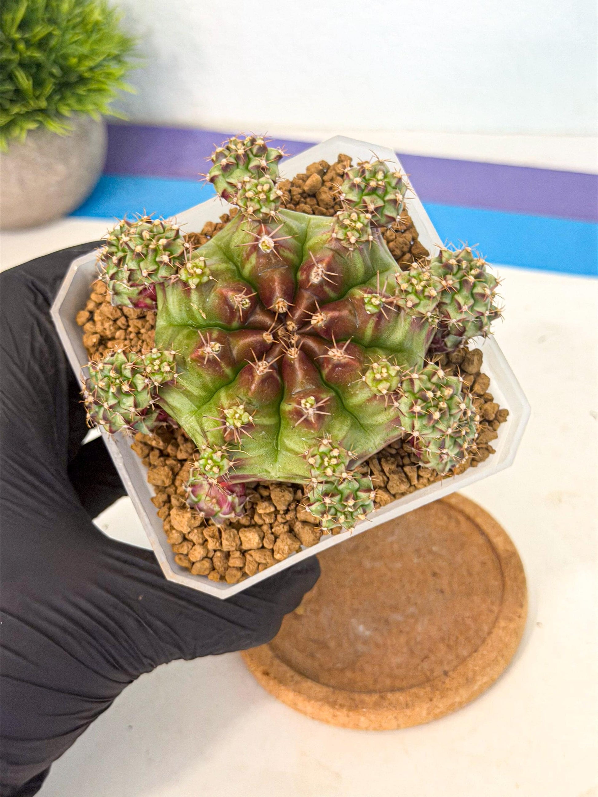 Gymnocalycium Sweet Green (#6) | Variegated cactus