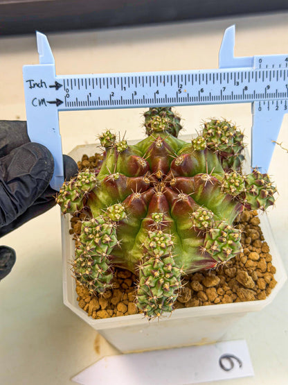 Gymnocalycium Sweet Green (#6) | Variegated cactus
