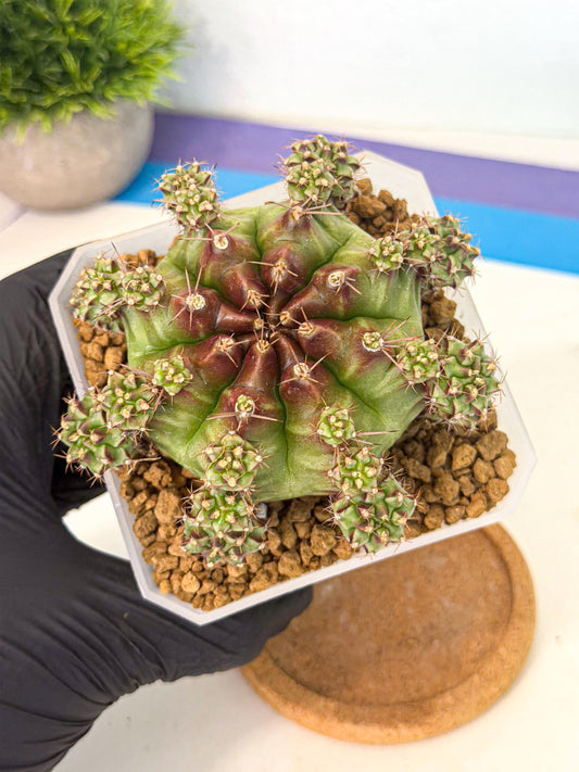 Gymnocalycium Sweet Green (#7) | Variegated cactus