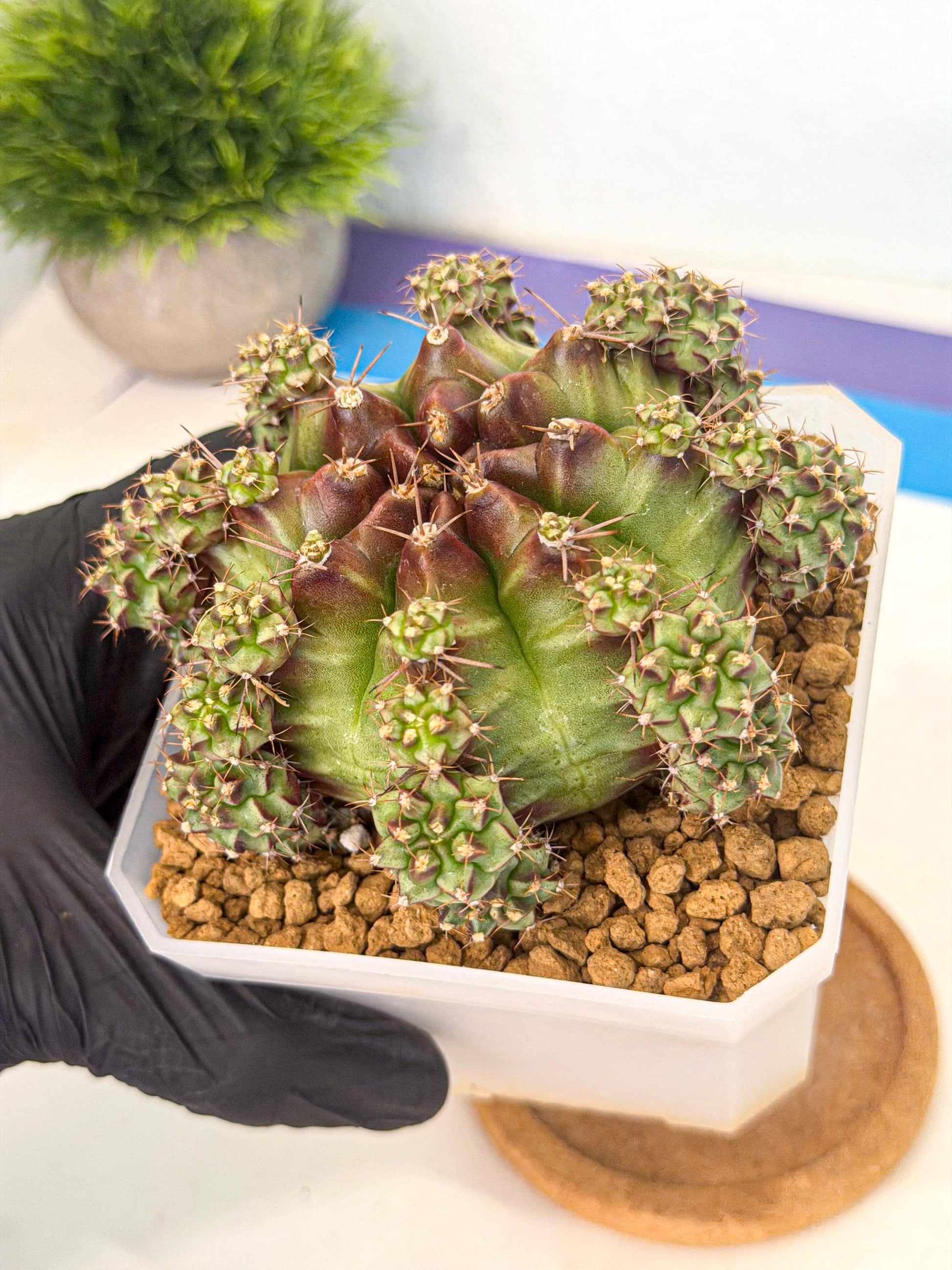 Gymnocalycium Sweet Green (#7) | Variegated cactus