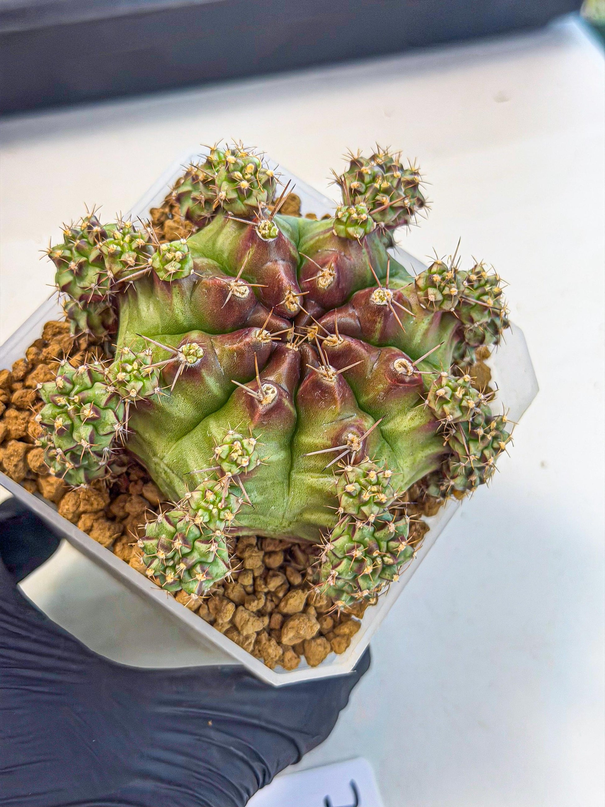 Gymnocalycium Sweet Green (#7) | Variegated cactus