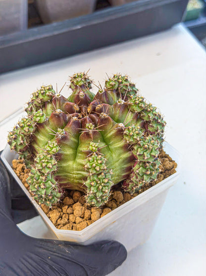 Gymnocalycium Sweet Green (#8) | Variegated cactus