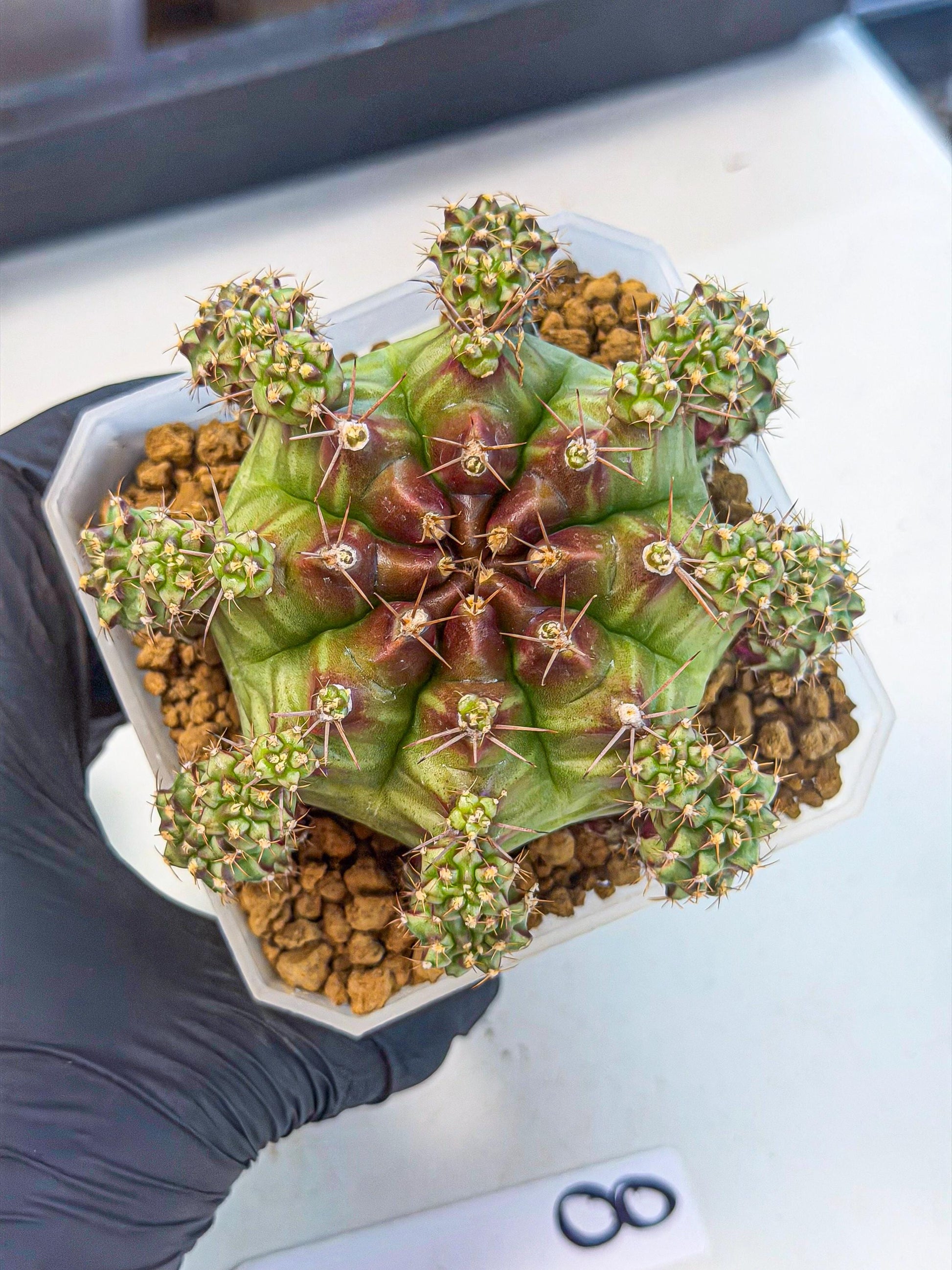 Gymnocalycium Sweet Green (#8) | Variegated cactus