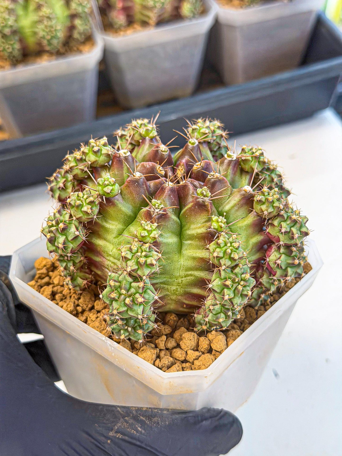 Gymnocalycium Sweet Green (#8) | Variegated cactus