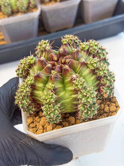 Gymnocalycium Sweet Green (#8) | Variegated cactus
