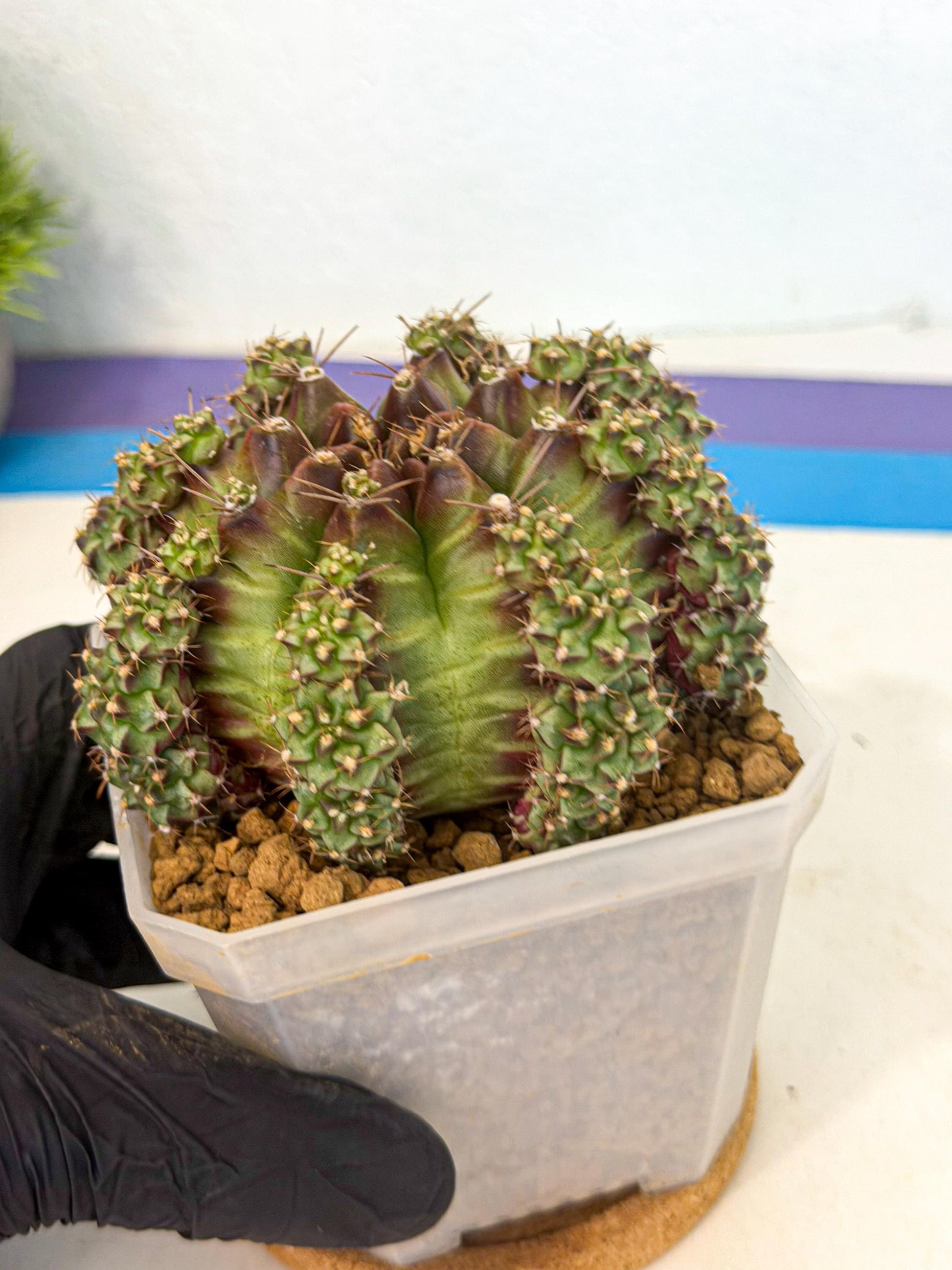 Gymnocalycium Sweet Green (#8) | Variegated cactus