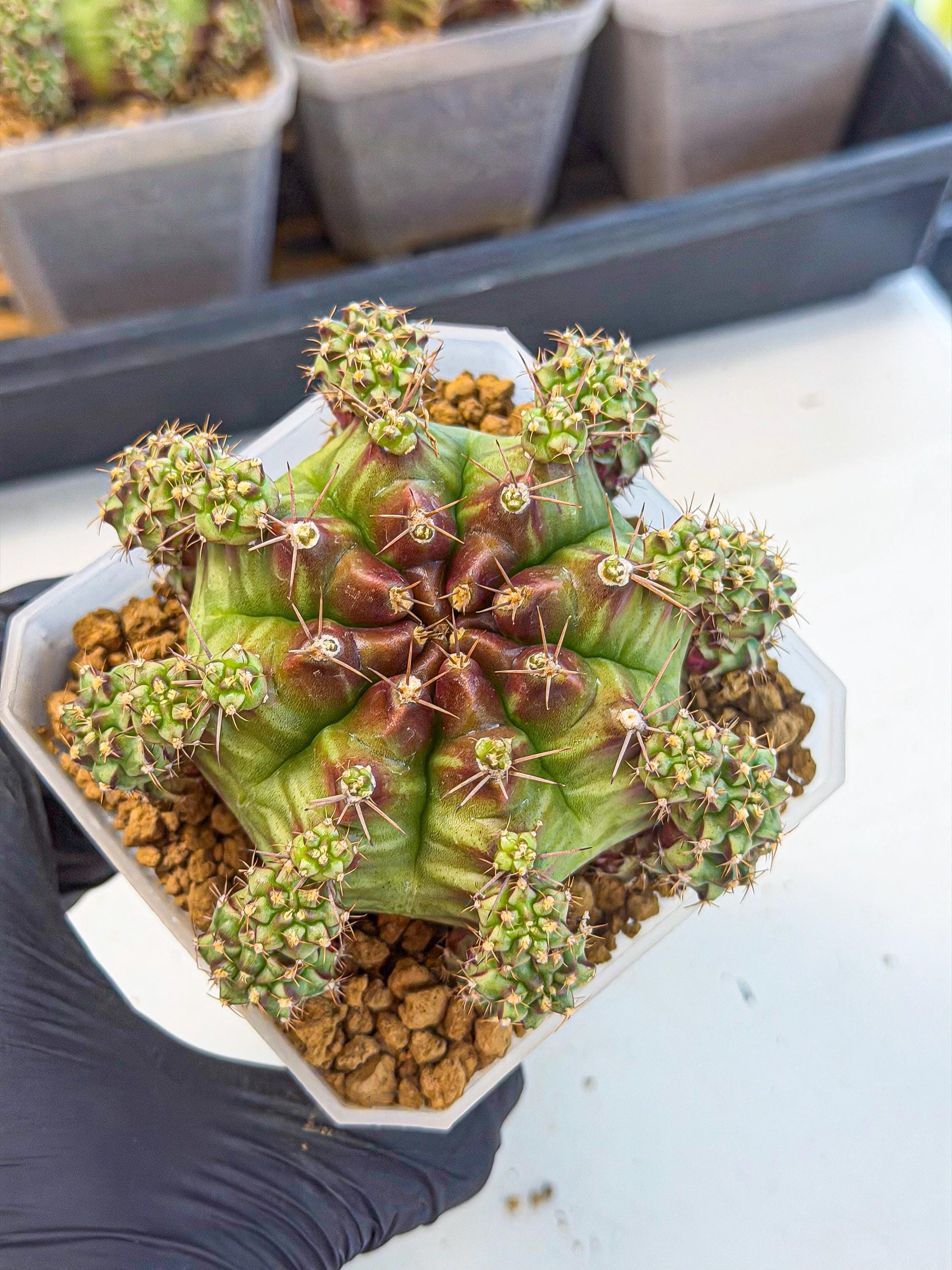 Gymnocalycium Sweet Green (#8) | Variegated cactus