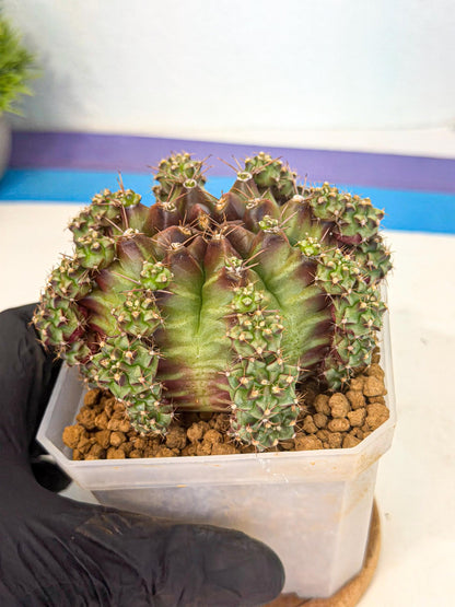 Gymnocalycium Sweet Green (#8) | Variegated cactus