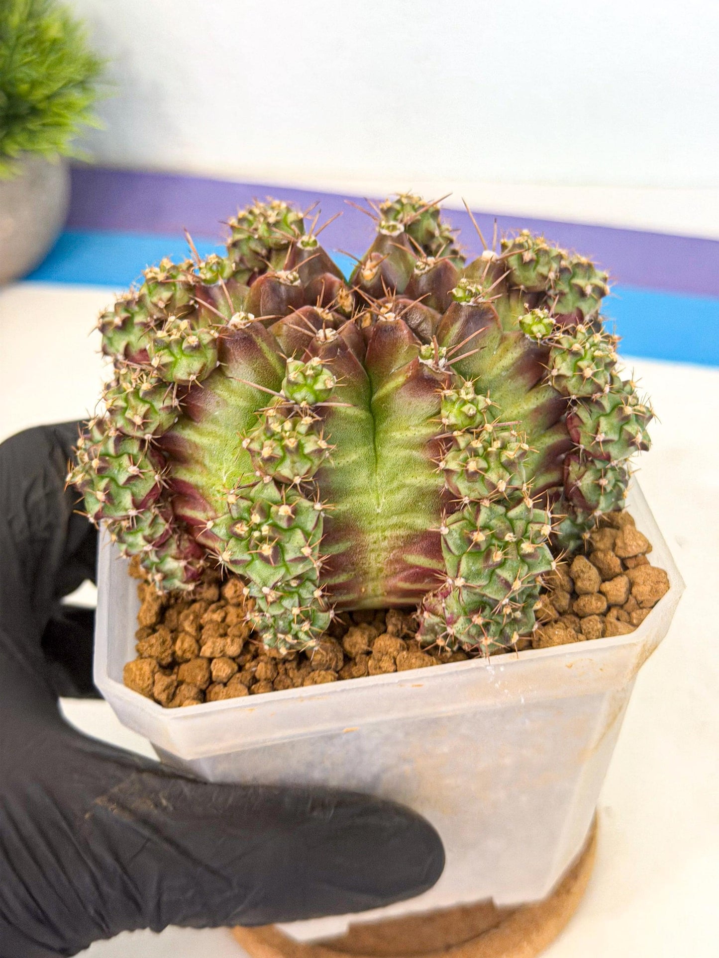 Gymnocalycium Sweet Green (#8) | Variegated cactus