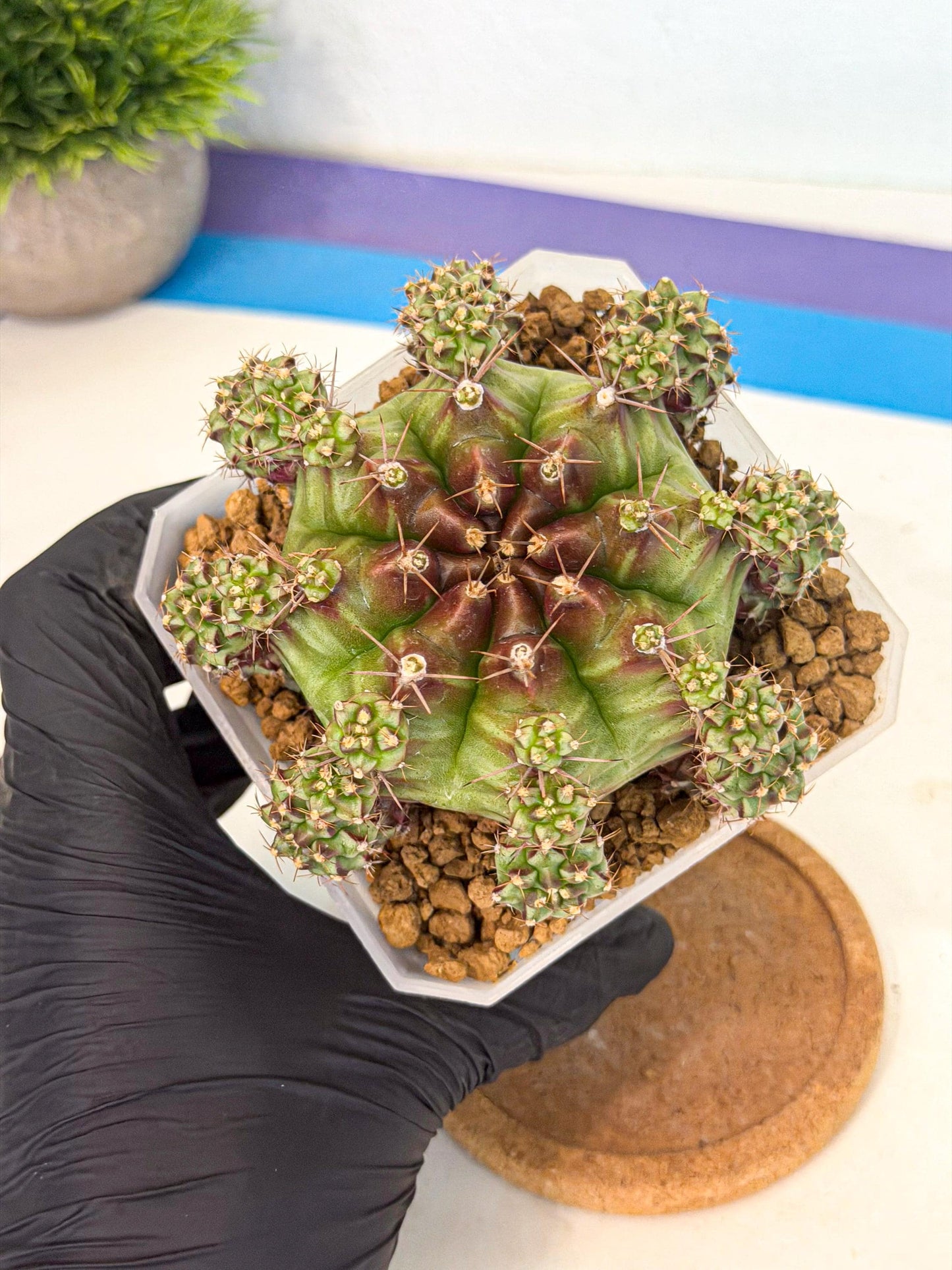 Gymnocalycium Sweet Green (#8) | Variegated cactus