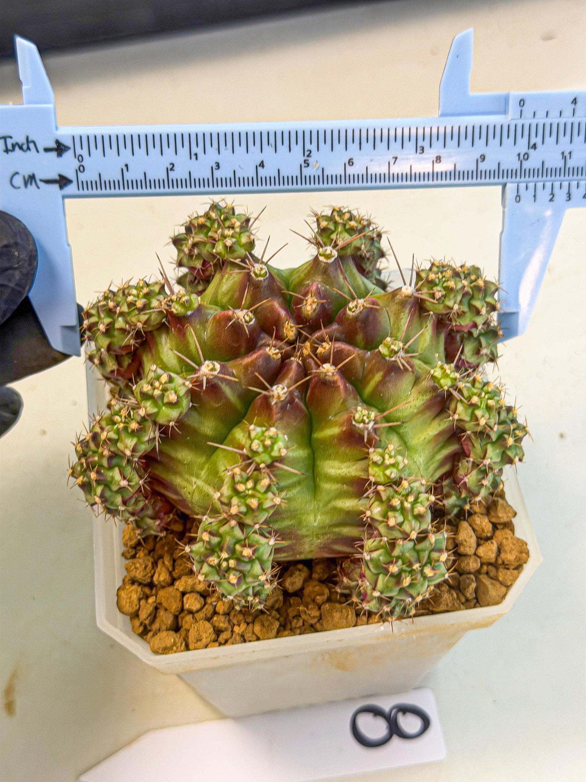Gymnocalycium Sweet Green (#8) | Variegated cactus