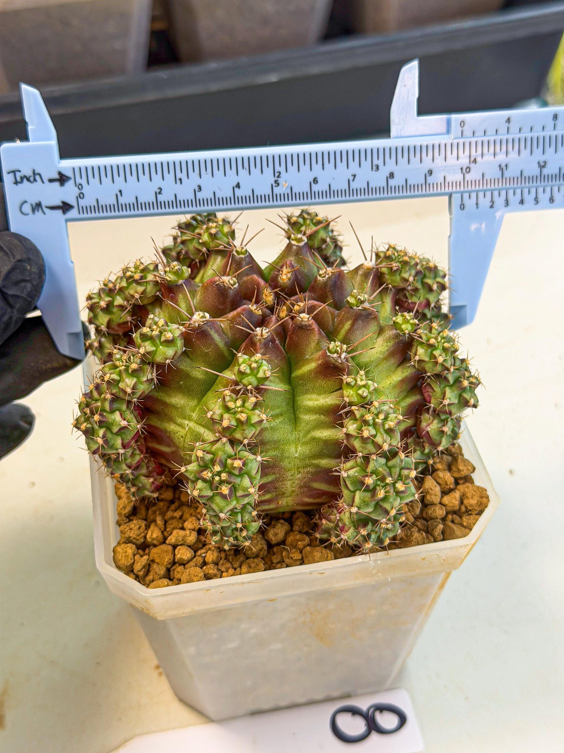 Gymnocalycium Sweet Green (#8) | Variegated cactus
