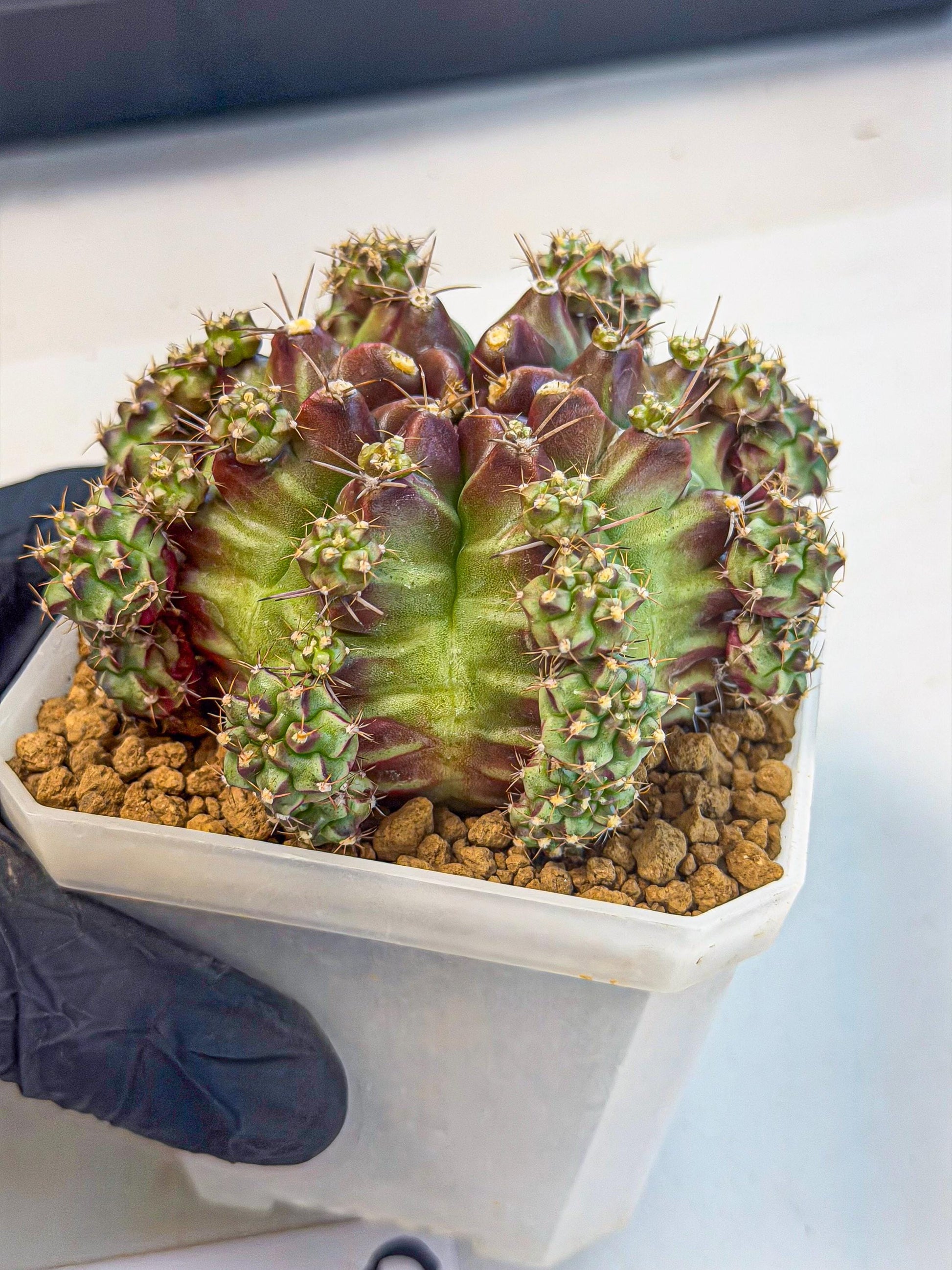 Gymnocalycium Sweet Green (#9) | Variegated cactus