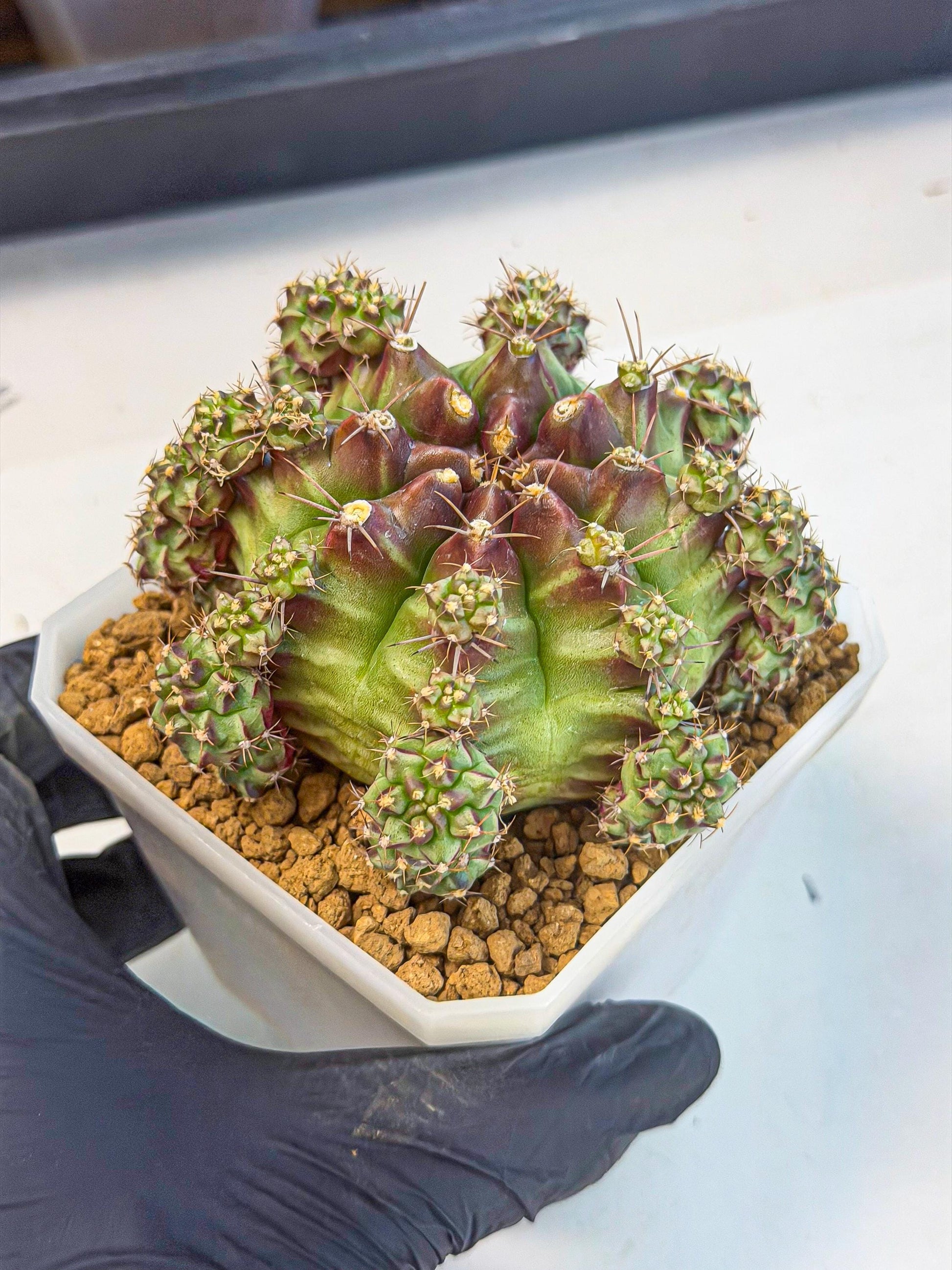 Gymnocalycium Sweet Green (#9) | Variegated cactus
