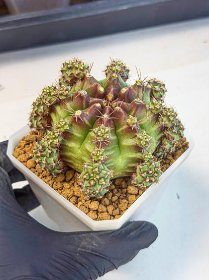 Gymnocalycium Sweet Green (#9) | Variegated cactus