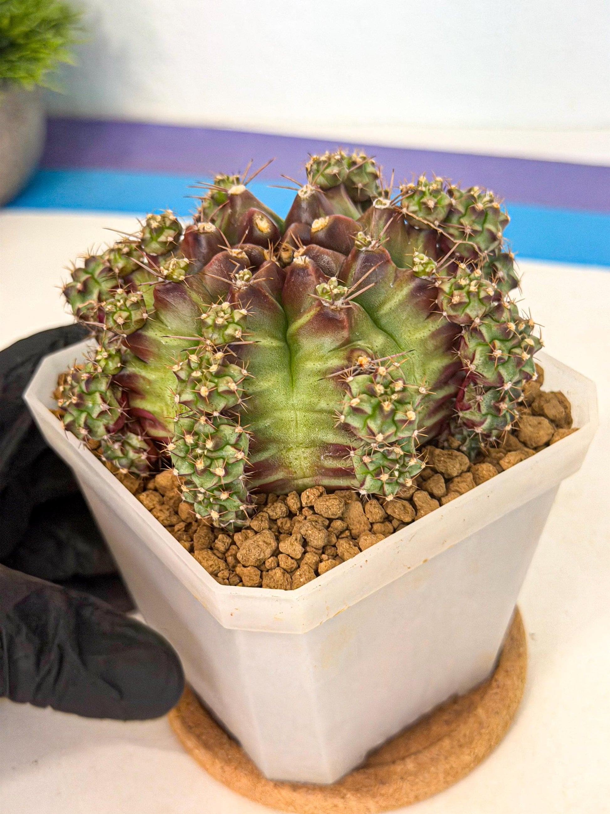 Gymnocalycium Sweet Green (#9) | Variegated cactus