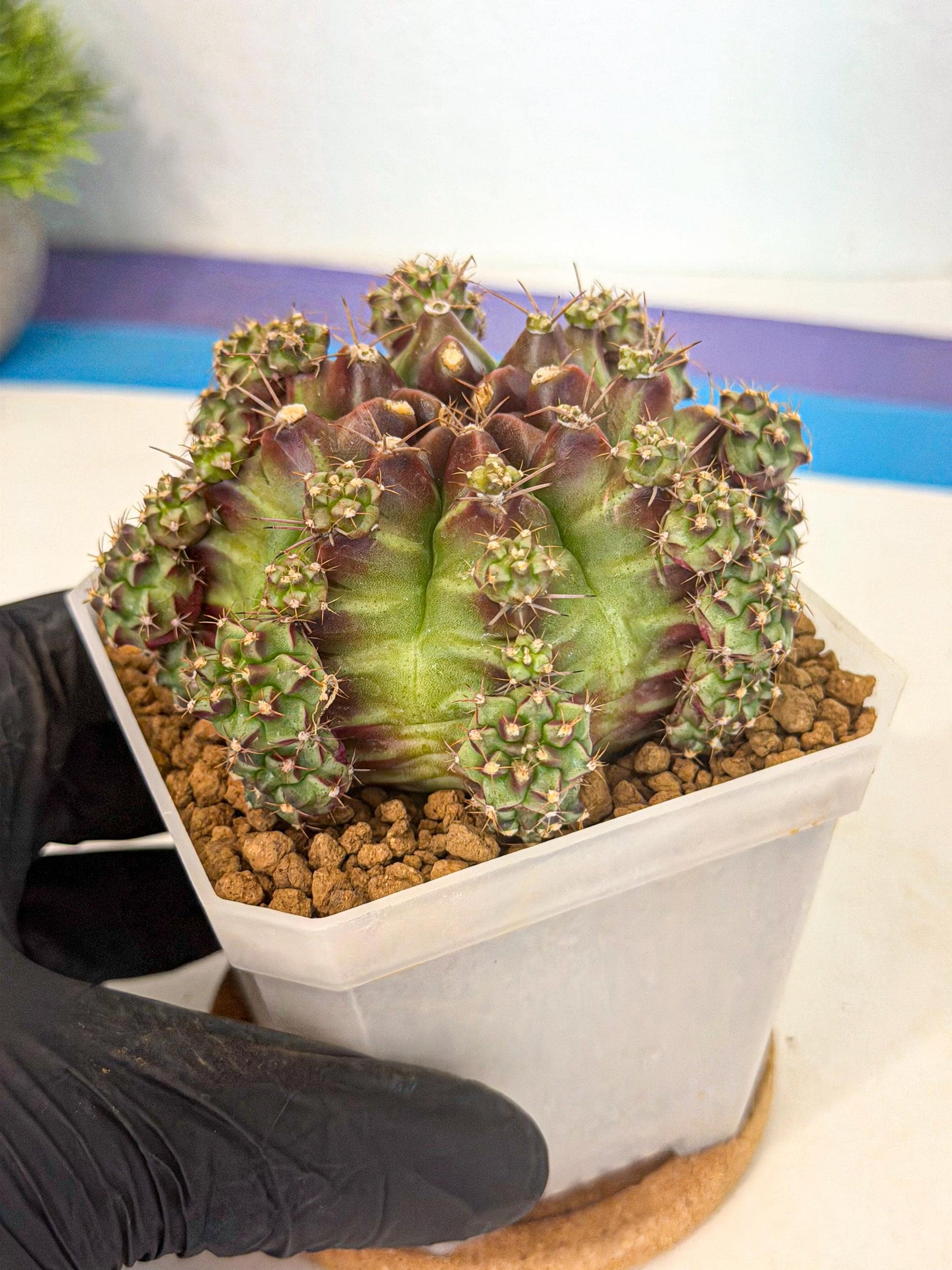 Gymnocalycium Sweet Green (#9) | Variegated cactus