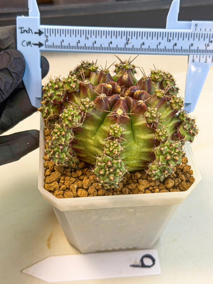 Gymnocalycium Sweet Green (#9) | Variegated cactus